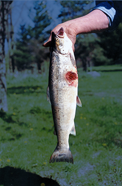 brown trout with lamprey wound